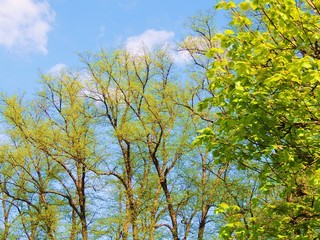 Bäume im Frühjahr