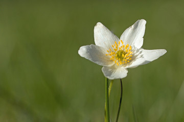 Wood anemone closeup (2) 