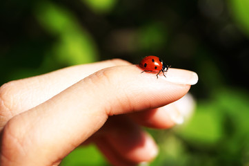 Fototapeta premium ladybug on the hand