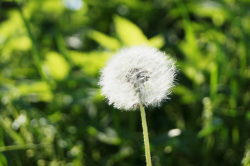 dandelion on the green grass background