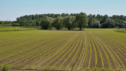 Campo coltivato