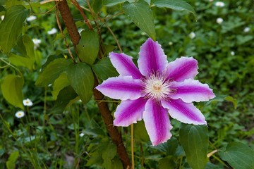 Petali viola