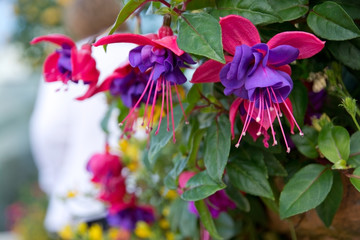 Pink and purple fuchsia closeup in pot.