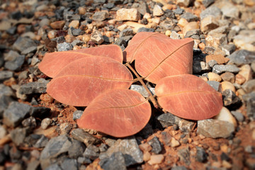 Dried leaves with the nature