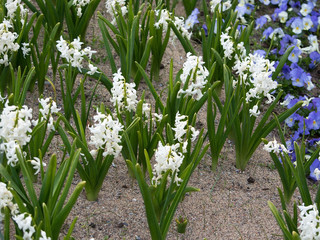 Obraz premium White hyacinths in flowerbed in May, Sweden.