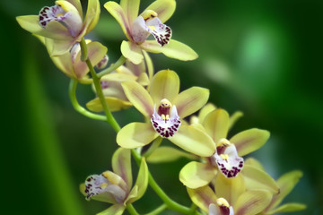 Yellow orchid on green