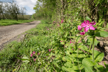 red campion against country track
