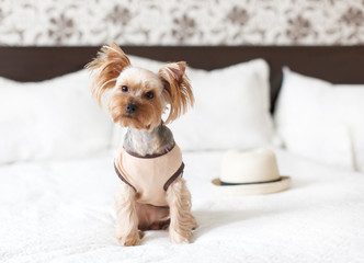 Yorkshire terrier