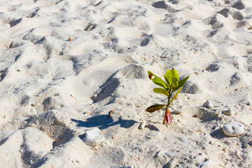Koh Kai Famous Island Of Thailand