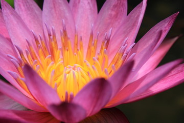 closeup beautiful pink water lily pollen