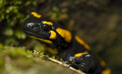 Feuersalamander