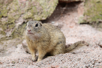 Naklejka na ściany i meble European Ground Squirrel (Spermophilus Citellus)