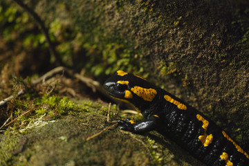 Feuersalamander