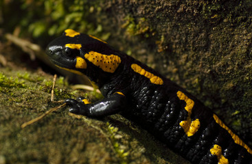 Feuersalamander