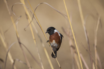 African Stonechat in long grass
