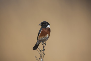 African Stonechat perching on twig
