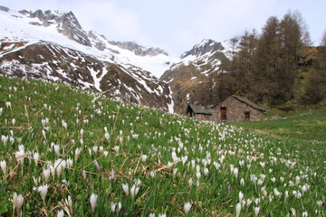 Alpe dell'Oro