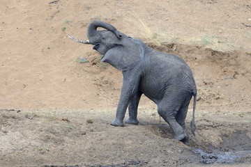 Young elephant coming out of mud pool.