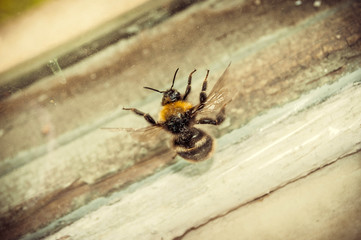 bumblebee