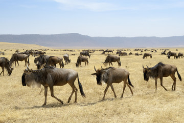 Naklejka na ściany i meble Wildebeest herd walking at the Ngorongoro crater, Tanzania.