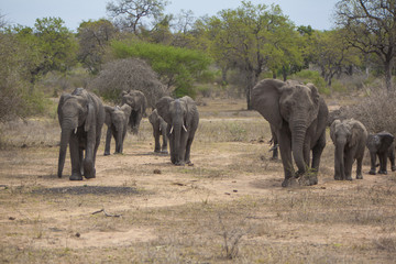 Fototapeta na wymiar Elephant herd emerging from the bush