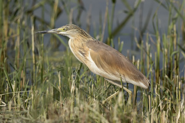 Squacco Heron In The Reeds