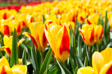 Tulips flower Garden