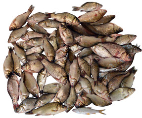 bunch of fresh fish