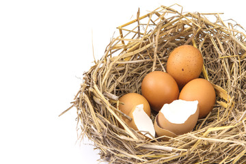 twigs nest with brown chicken eggs with broken and empty shell e