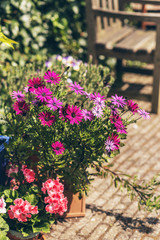Colorful potted summer flowers