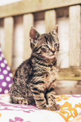 Baby striped tabby kitten on a colorful cushion