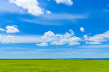 Fototapeta premium Green field on a background of blue sky with clouds