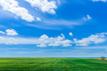 Green field on a background of blue sky with clouds