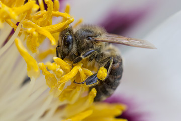 A bee pollinating a flower.