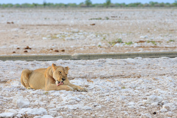 Löwe, weiblich (Panthera leo)