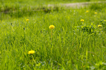 Yellow dandelion in grass on a spring day.