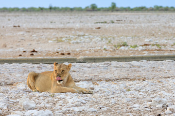 Löwe, weiblich (Panthera leo)