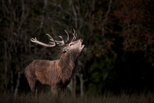 Fototapeta brame cerf nuit