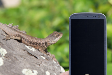 Smatrphone and repitile life