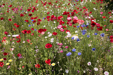 野の花咲き乱れる