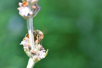 ブルーベリーの蜜を吸う蜜蜂