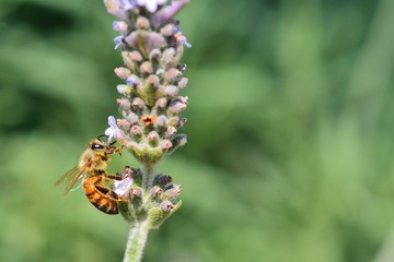 ブルーベリーの蜜を吸う蜜蜂