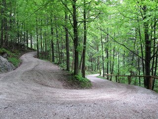 Obraz premium forststrasse