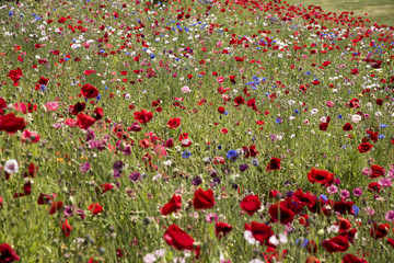 野の花咲き乱れる