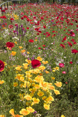 Fototapeta premium 野の花咲き乱れる