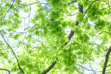 夏のイチョウの葉　Summer of ginkgo