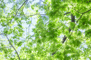 Fototapeta premium 夏のイチョウの葉 Summer of ginkgo