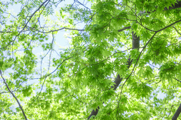 夏のイチョウの葉　Summer of ginkgo