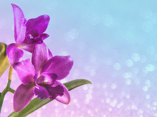 Fototapeta na wymiar Orchid flower background