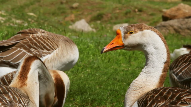 Poultry farm. Group of gray geese grazing grass.